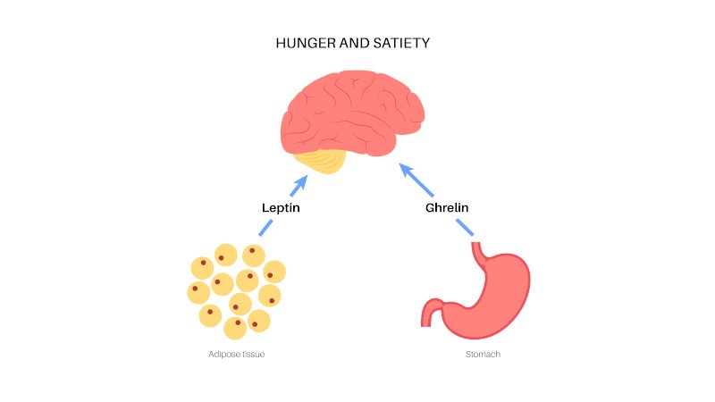 Hormone Leptin: Đây là một hormone quan trọng được sản xuất bởi các tế bào mỡ