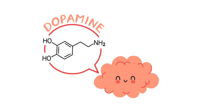 DOPAMINE: khoái cảm, động lực, vận động, trí nhớ, sự chú ý và tâm trạng