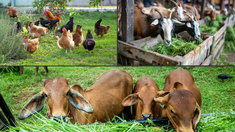 PHÁT TRIỂN BỀN VỮNG CHĂN NUÔI