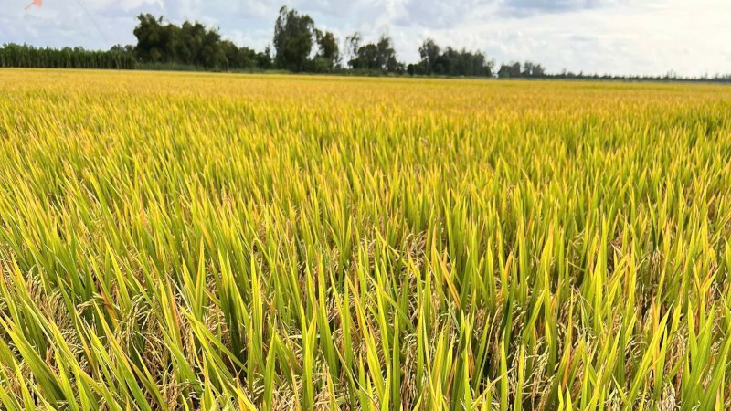 ST25 RICE: