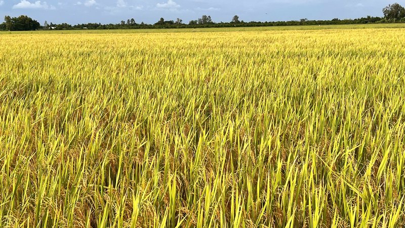 THE PROFITABILITY OF PREMIUM RICE