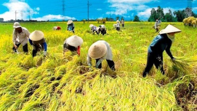 THE CORE OF OUR EXCEPTIONAL RICE QUALITY
